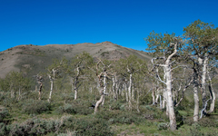 Quaking aspen (Populus tremuloides)
