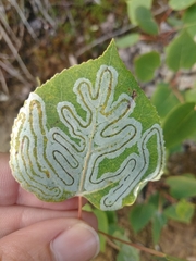Quaking aspen (Populus tremuloides)
