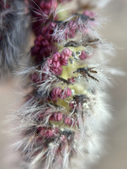 Quaking aspen (Populus tremuloides)