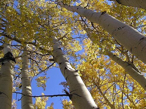 Quaking aspen: Quaking Aspens Populus tremuloides , Little Cottonwood Canyon, Salt Lake County, Utah