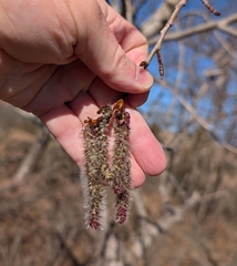 Quaking aspen (Populus tremuloides)