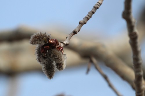 Quaking aspen (Populus tremuloides)