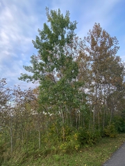 Quaking aspen (Populus tremuloides)