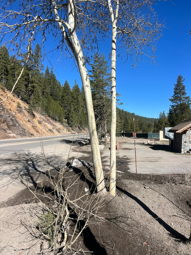 Quaking aspen (Populus tremuloides)