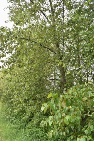 Black cottonwood (Populus trichocarpa)