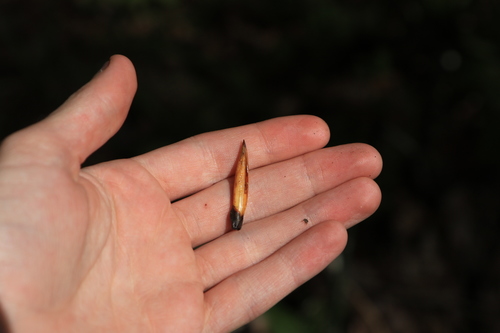 Black cottonwood (Populus trichocarpa)