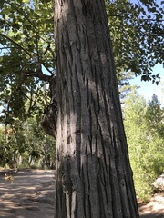 Black cottonwood (Populus trichocarpa)