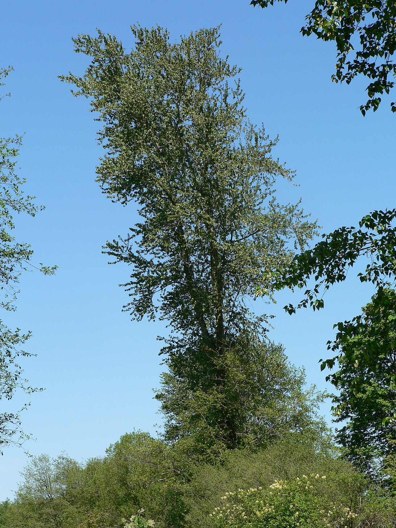 Black cottonwood (Populus trichocarpa)