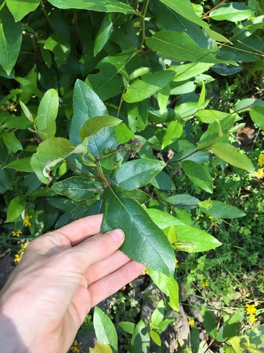 Black cottonwood (Populus trichocarpa)
