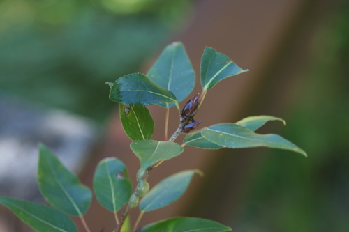 Black cottonwood (Populus trichocarpa)