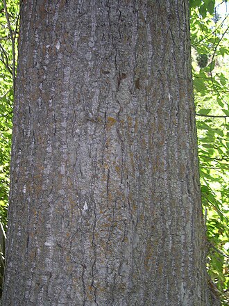 Black cottonwood: Populus trichocarpa bark in southwest Idaho