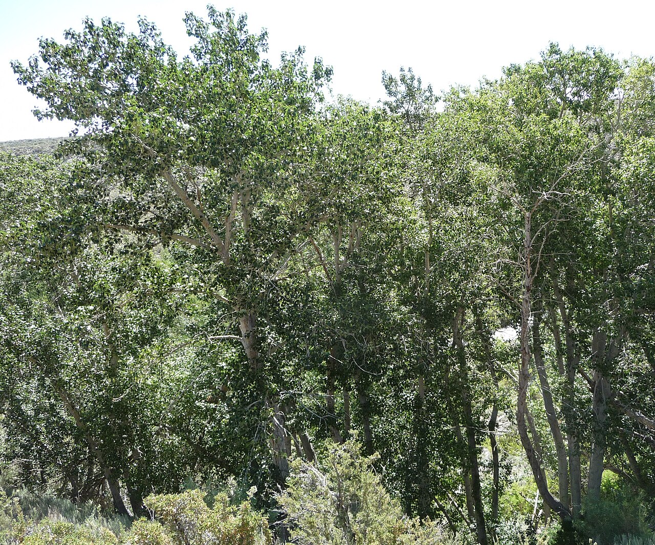 Black cottonwood: Populus trichocarpa , next to Lee Vinning Creek, Eastern Sierra Nevada of California.