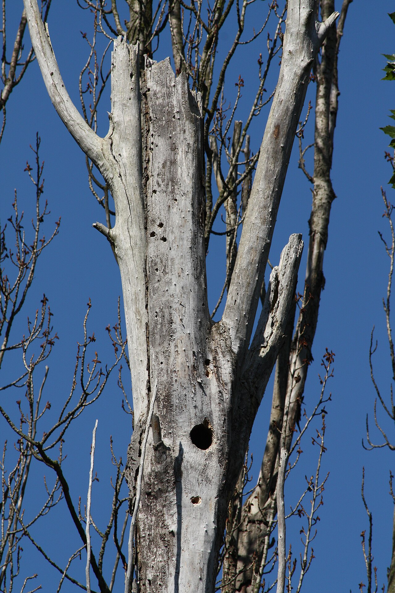 Black cottonwood: Black Cottonwood snag and cavity tree