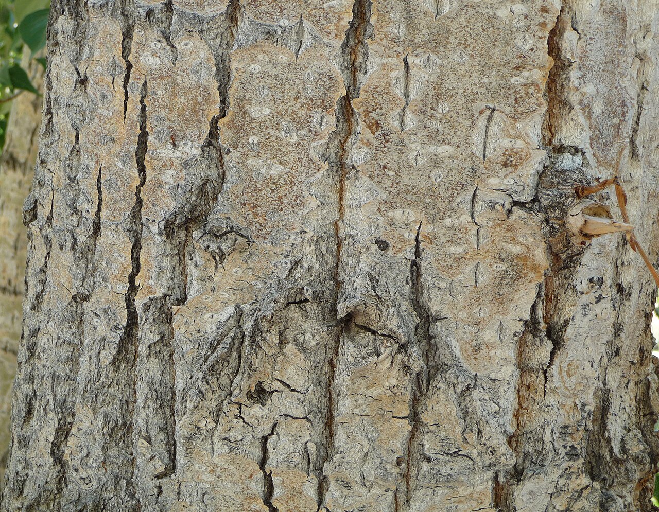 Black cottonwood: Populus trichocarpa , Mono County, California, USA