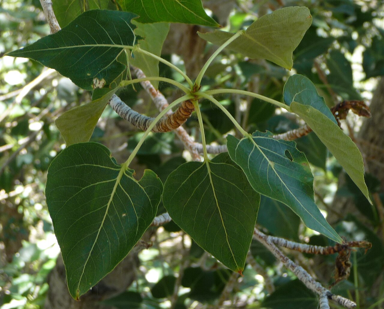 Black cottonwood: Populus trichocarpa next to Lee Vining Creek, Eastern Sierra Nevada of California.