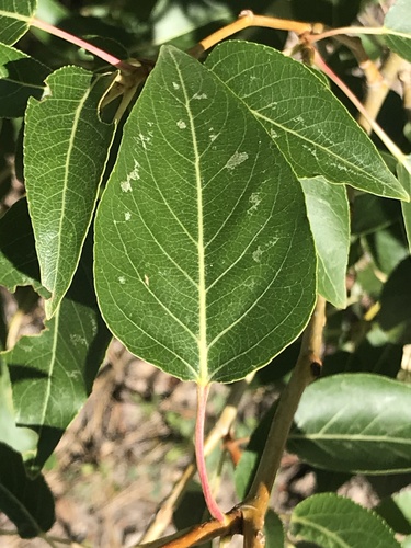 Black cottonwood (Populus trichocarpa)