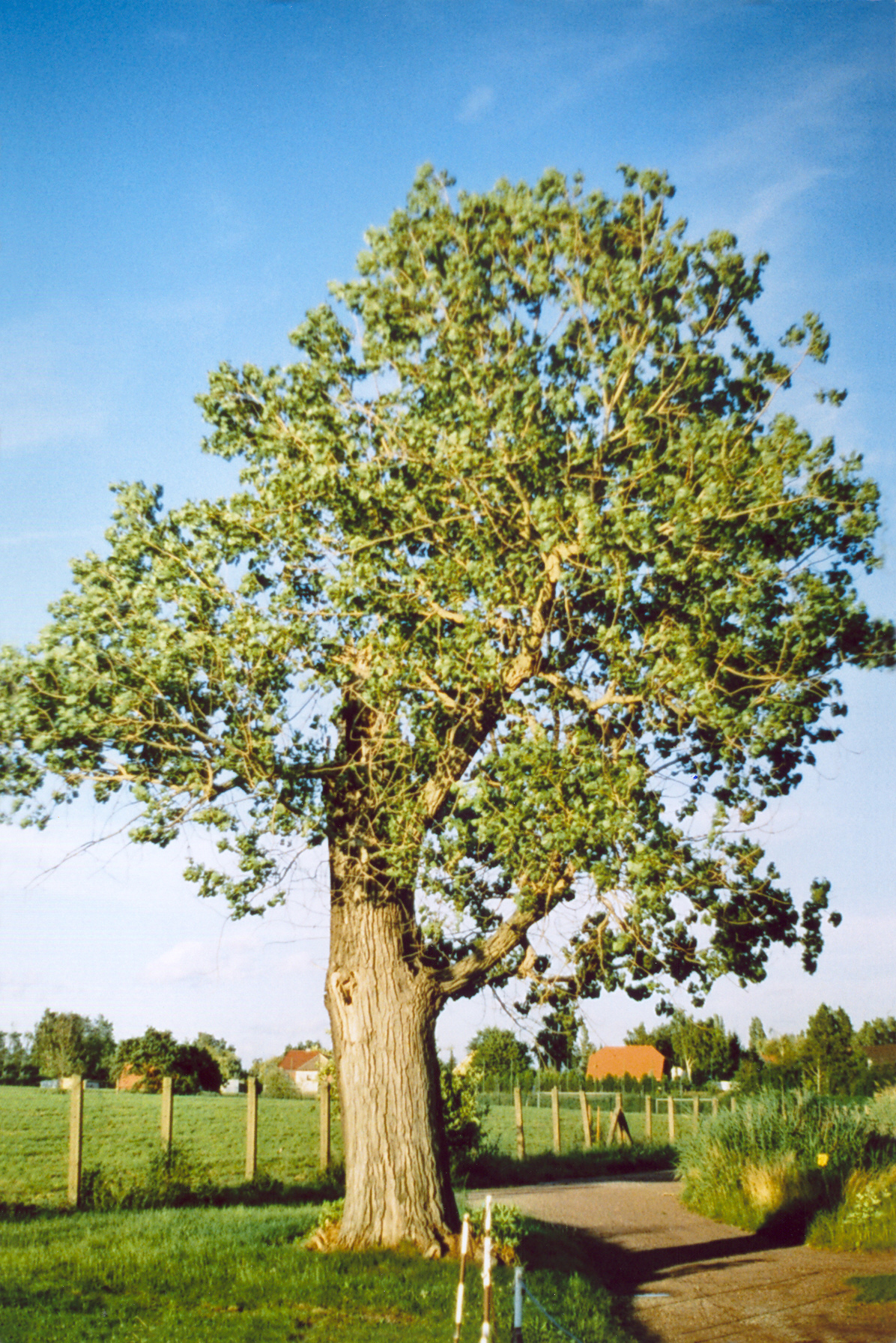 Hybrid black poplar: Populus, Hybrid Poplar
