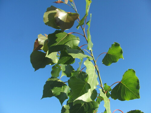 Hybrid black poplar (Populus × canadensis)