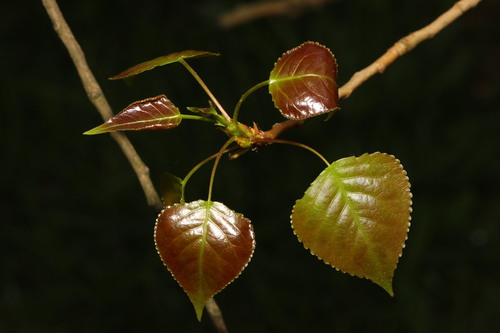 Hybrid black poplar (Populus × canadensis)