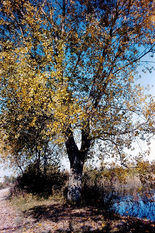 Hybrid black poplar: Mogliano Veneto, Cave di Marocco, Populus x canadensis (Pioppo canadese), 1982.