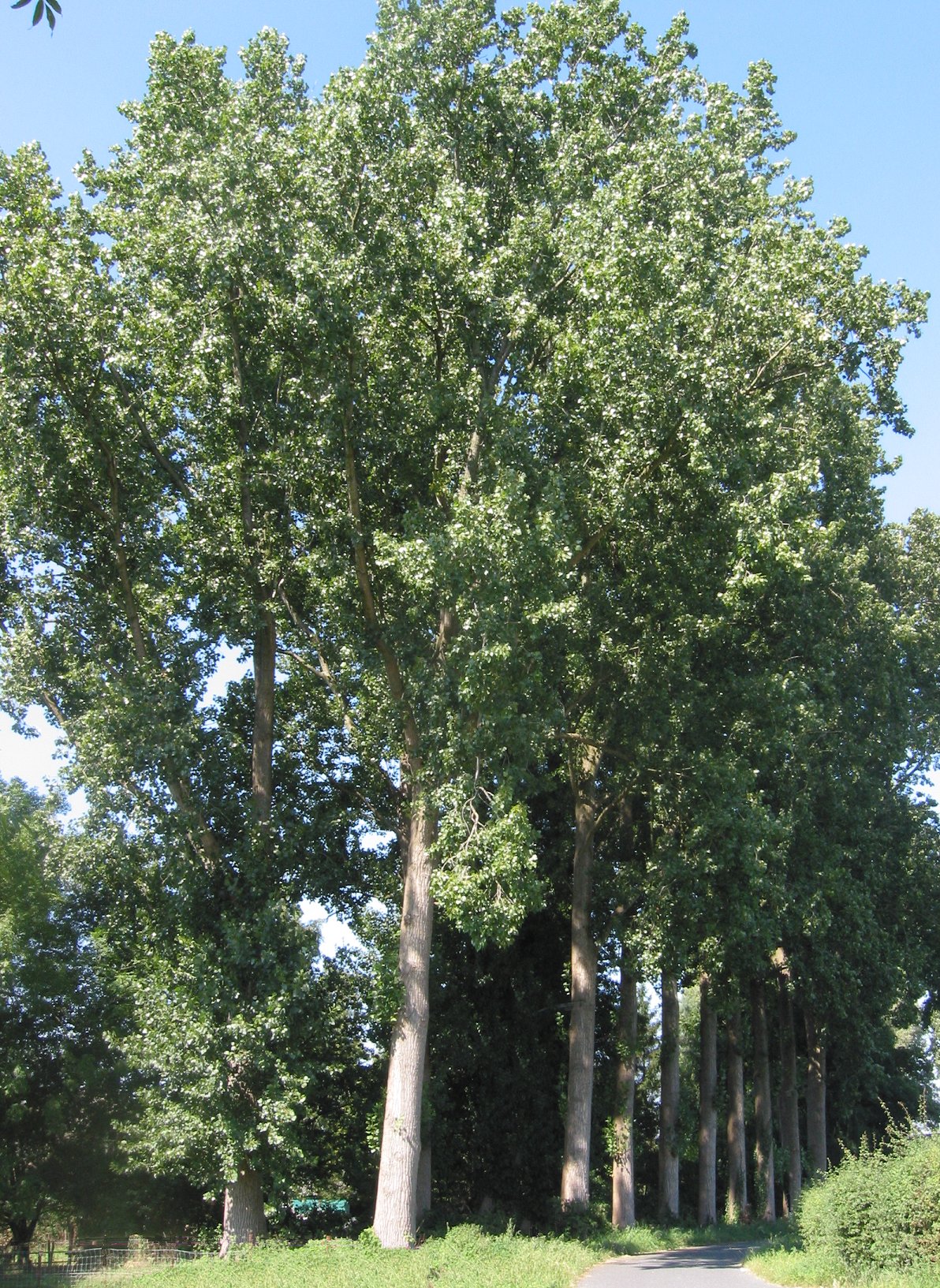 Hybrid black poplar: (nl: Euramerikaanse populier) Populus canadensis;