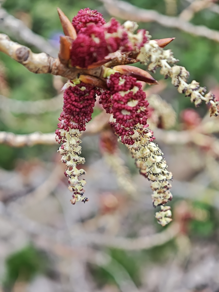 Hybrid black poplar (Populus × canadensis)