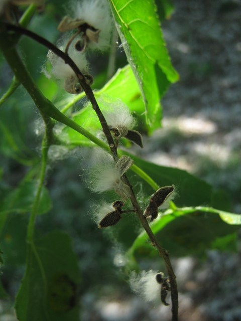 Hybrid black poplar: Cottony Seeds of Black Popular (Populus canadensis) The female of this tree produces these white cotton haired seeds in June, after it has flowered in spring.