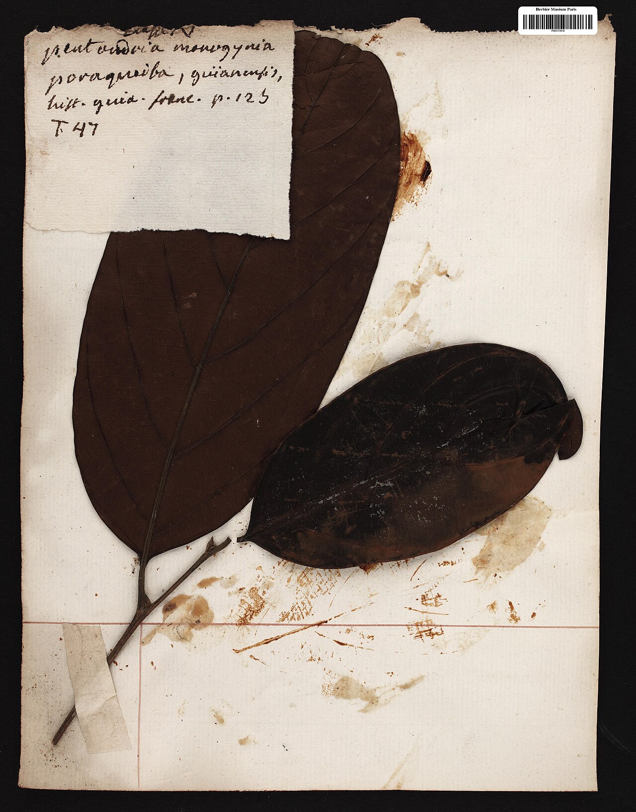 Poraqueiba guianensis: Poraqueiba guianensis Aubl. - herbier collecté par Aublet en Guyane, conservé au MNHN P-P00777819