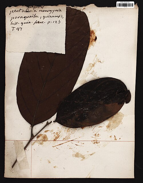Poraqueiba guianensis: Poraqueiba guianensis Aubl. - herbier collecté par Aublet en Guyane, conservé au MNHN P-P00777819
