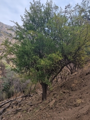 Porlieria chilensis (Porlieria chilensis)