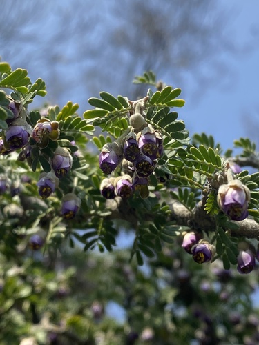 Porlieria chilensis (Porlieria chilensis)