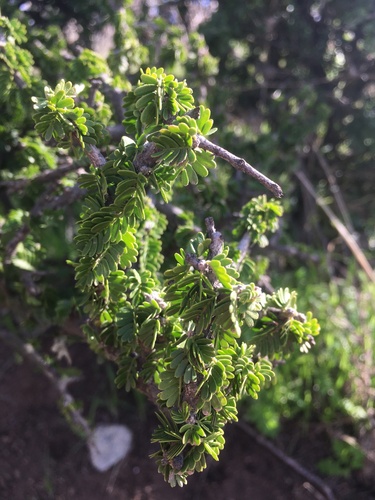 Porlieria chilensis (Porlieria chilensis)