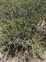 Porlieria chilensis (Porlieria chilensis)
