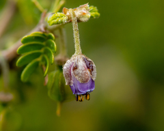 Porlieria chilensis (Porlieria chilensis)