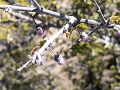 Porlieria chilensis (Porlieria chilensis)