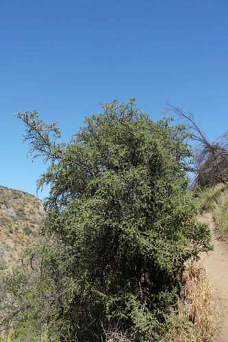 Porlieria chilensis (Porlieria chilensis)