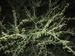 Porlieria chilensis (Porlieria chilensis)