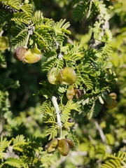 Porlieria chilensis (Porlieria chilensis)