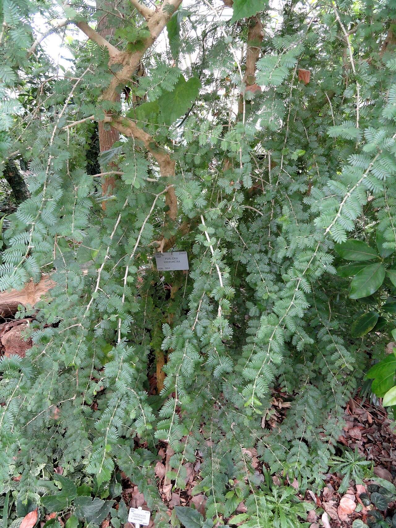 Porlieria hygrometra: Botanical specimen in the University of Copenhagen Botanical Garden, Copenhagen, Denmark.