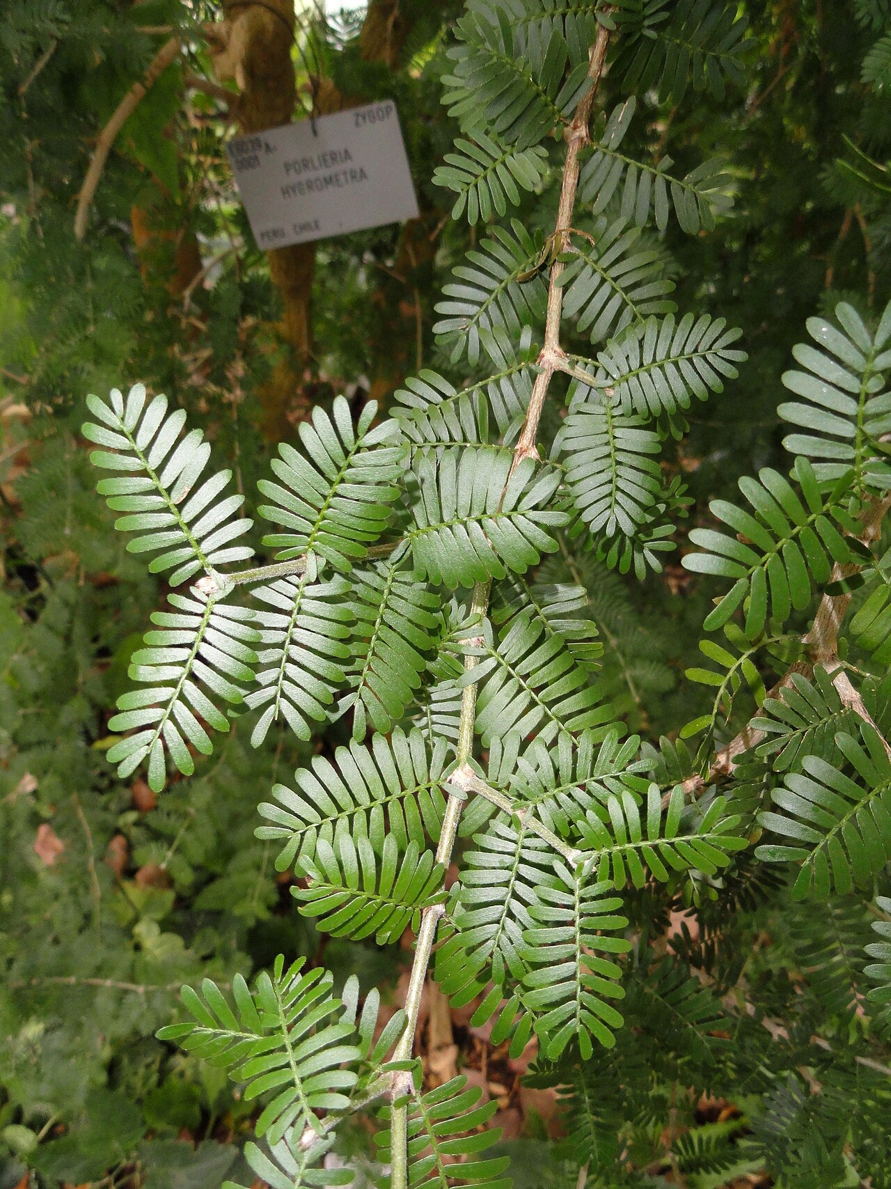 Porlieria hygrometra: Botanical specimen in the University of Copenhagen Botanical Garden, Copenhagen, Denmark.