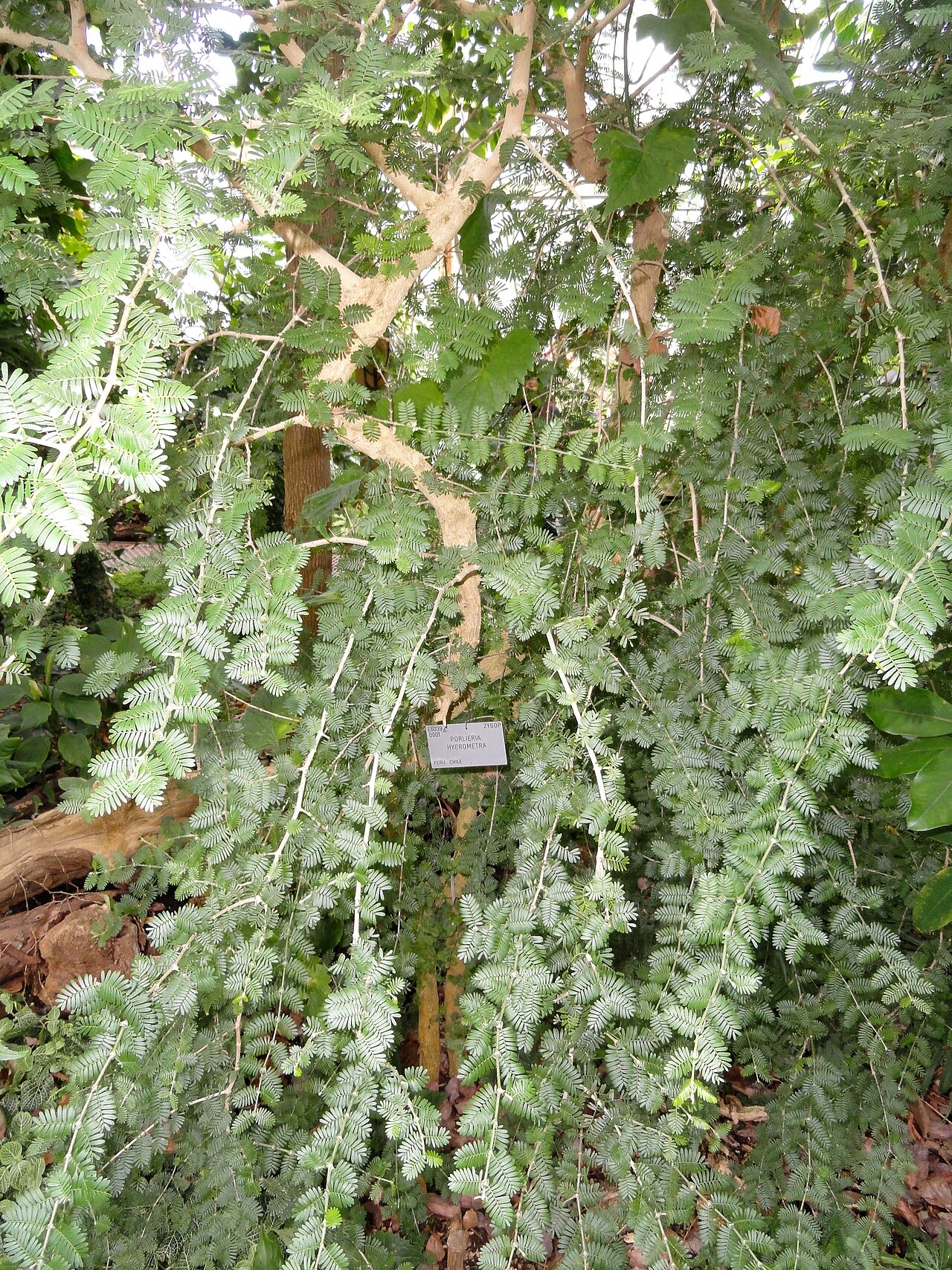 Porlieria hygrometra: Botanical specimen in the University of Copenhagen Botanical Garden, Copenhagen, Denmark.