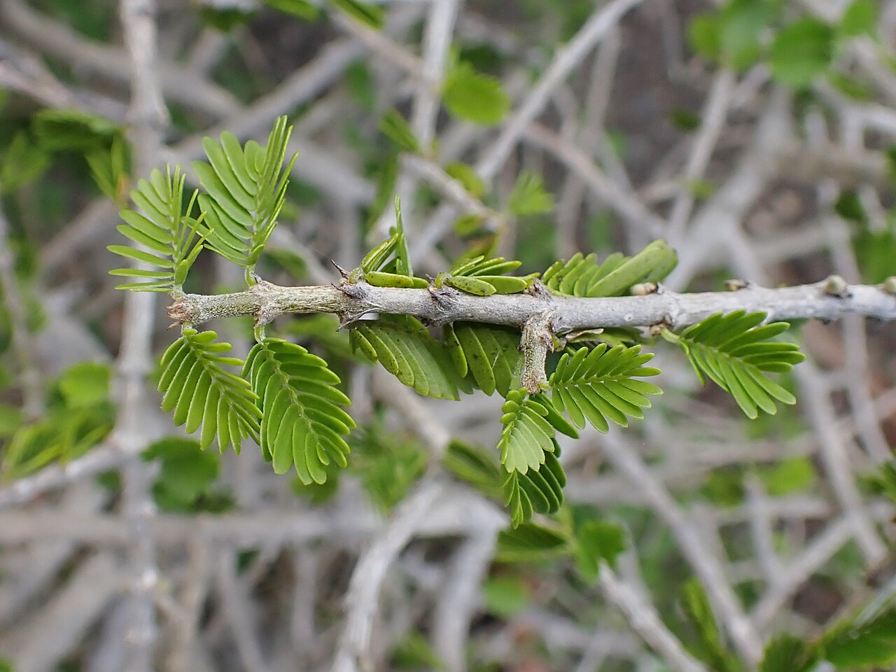Porlieria hygrometra: Porlieria hygrometra in the Botanischer Garten Halle