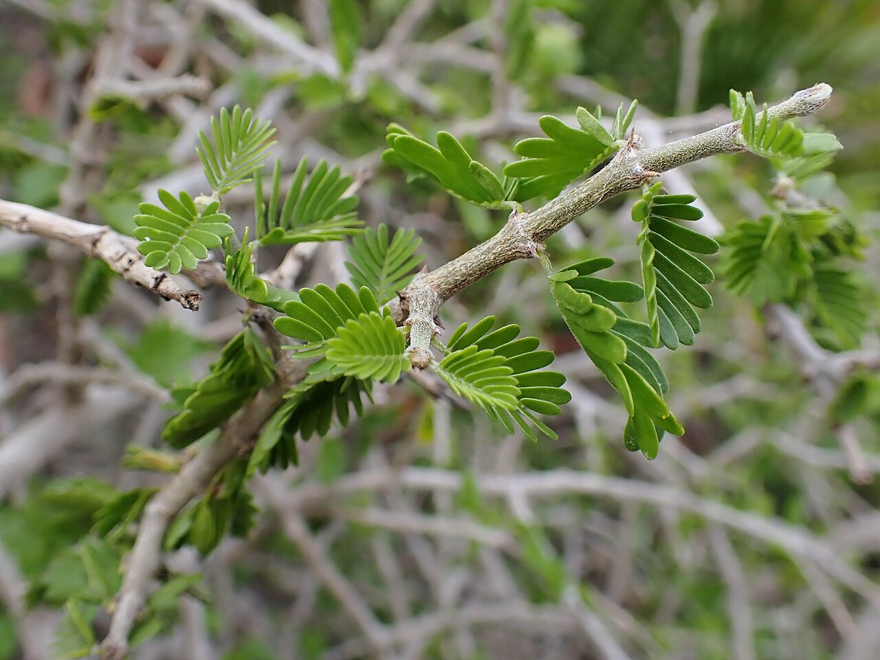 Porlieria hygrometra: Porlieria hygrometra in the Botanischer Garten Halle