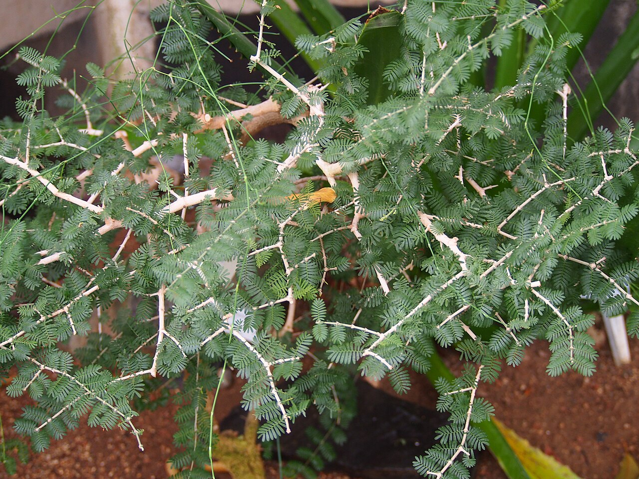 Porlieria hygrometra: Porlieria hygrometra cultivated in a greenhouse in the Botanical Garden of the University of Graz, Austria.