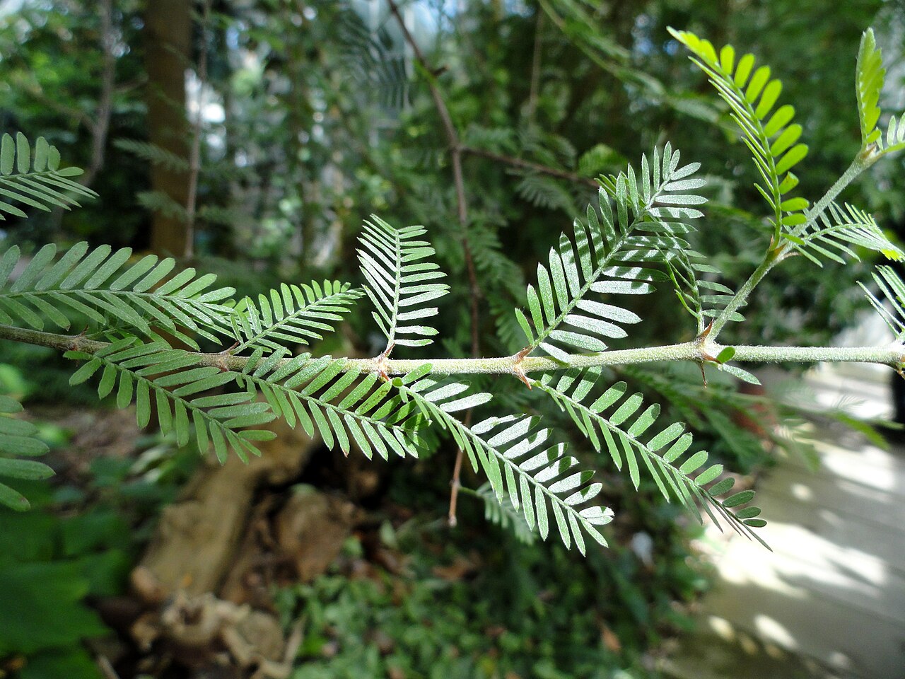 Porlieria hygrometra: Botanical specimen in the University of Copenhagen Botanical Garden, Copenhagen, Denmark.
