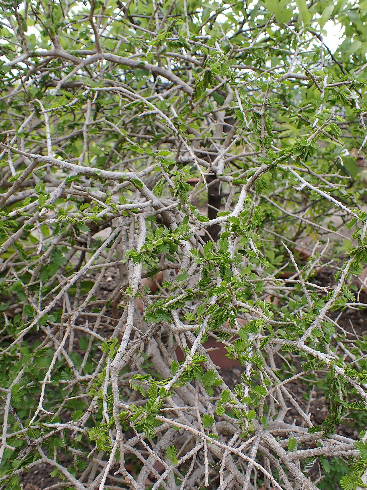 Porlieria hygrometra: Porlieria hygrometra in the Botanischer Garten Halle