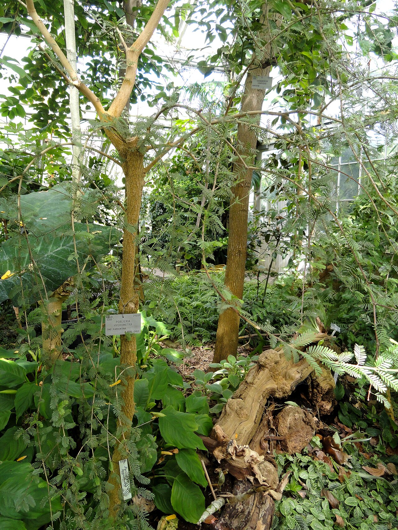 Porlieria hygrometra: Botanical specimen in the University of Copenhagen Botanical Garden, Copenhagen, Denmark.