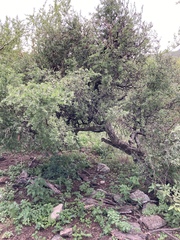 Porlieria microphylla (Porlieria microphylla)