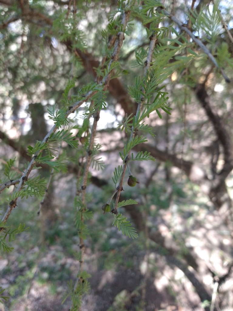 Porlieria microphylla (Porlieria microphylla)