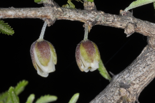 Porlieria microphylla (Porlieria microphylla)